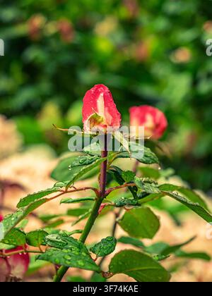 Closed pink rose bud covered with raindrops on a green stem in Coesfeld, Germany Stock Photo