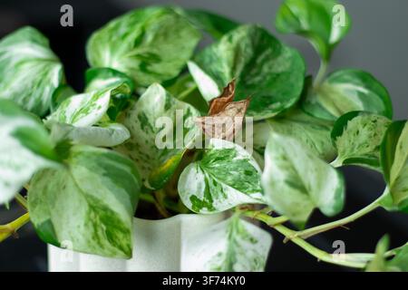 Green and white variegated pothos plant with healthy leaves and one dried leaf in a white ceramic pot on a dark surface Stock Photo