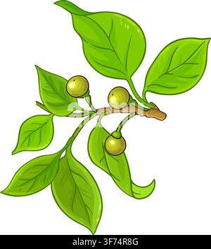 Camphor Branch with Flowers, Berries and Leaves Colored Detailed Illustration. Essential oil ingredient for cosmetics, spa, aromatherapy, health care, Stock Vector