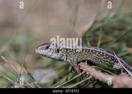 Sand lizard (Lacerta agilis) resting in natural grassland habitat. Stock Photo