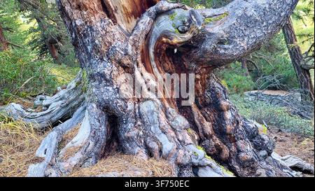 Close-Up of an Ancient Swiss Stone Pine Trunk with Gnarled Wood Texture in the Engadine Alps, Switzerland Stock Photo