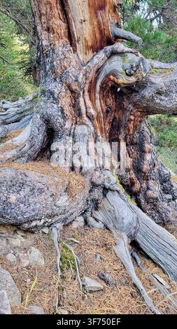 Close-Up of an Ancient Swiss Stone Pine Trunk with Gnarled Wood Texture in the Engadine Alps, Switzerland Stock Photo