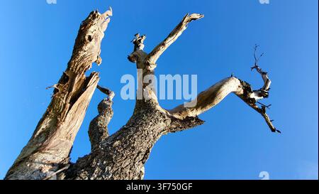 Close-Up of a Dead Tree Trunk Reaching Toward a Deep Blue Sky in Switzerland Stock Photo