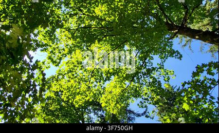 Dense Deciduous Tree Canopy with Sunlight Against a Blue Sky in Switzerland Stock Photo