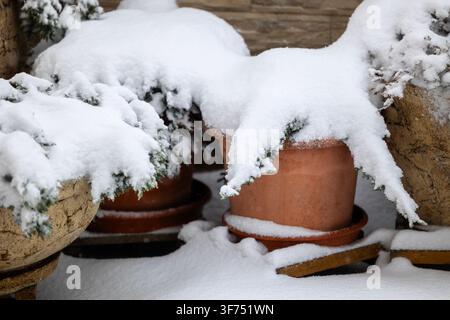 Snow covered juniper plants in terracotta pots for garden winter decor, highlighting white icy frost textures on green conifer branches nestled within Stock Photo