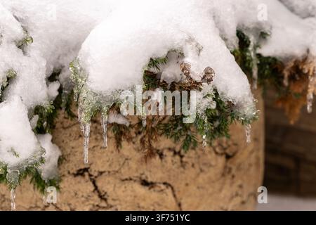Frozen green pine needles covered in thick white snow and sharp crystal icicles hanging from a textured beige stone planter during a cold winter day i Stock Photo
