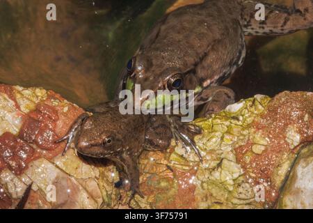 green frog, Lithobates clamitans(large) and wood frog, Lithobates sylvaticus or Rana sylvatica, (small), Maryland Stock Photo