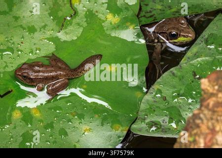 green frog, Lithobates clamitans(large) and wood frog, Lithobates sylvaticus or Rana sylvatica, (small), Maryland Stock Photo