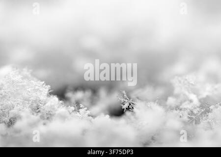 Close up delicate natural snowflakes resting on a cold surface capturing intricate crystalline patterns with a soft blurred background that emphasizes Stock Photo