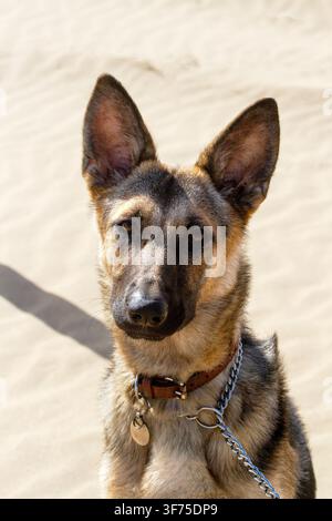 A German Shepherd dog carrying a sandy-blue-and-white football in her mouth while walking near grassy dunes at Ainsdale Beach. Southport, UK. Stock Photo