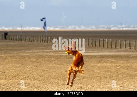 A Cocker Spaniel leaps to catch a ball mid-air on a sandy beach. Southport, UK. Stock Photo