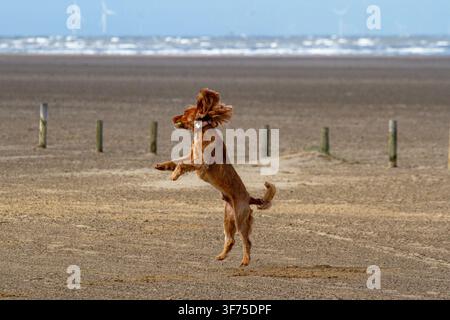 A Cocker Spaniel leaps to catch a ball mid-air on a sandy beach. Southport, UK. Stock Photo