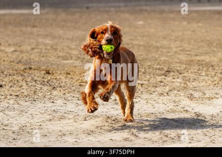 A Cocker Spaniel leaps to catch a ball mid-air on a sandy beach. Southport, UK. Stock Photo