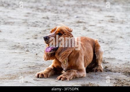 Cocker Spaniel lying down on a sandy beach, panting with its tongue out as the wind blows through its long coat and ears. Southport, UK. Stock Photo