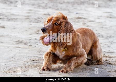 Cocker Spaniel lying down on a sandy beach, panting with its tongue out as the wind blows through its long coat and ears. Southport, UK. Stock Photo