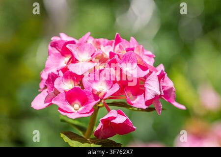 Close up shot of a pink hydrangea flower showing individual petals and vibrant colors against a blurred green background. Stock Photo