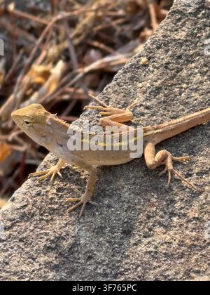 Brown garden lizard resting on a concrete stone wall in sunlight. A small wild reptile basking outdoors on rough textured rock. Natural wildlife scene Stock Photo