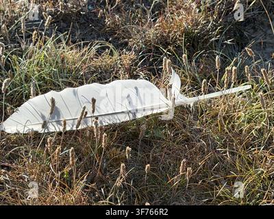 Backlit feather, probably from a seagull, lying in rough grass. Stock Photo