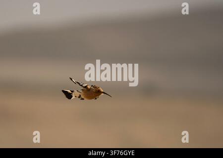 Eurasian hoopoe, Upupa epops, captured in flight with its distinctive black and white wings against a soft natural background. Stock Photo