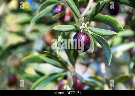 Close-up of a single ripe black olive hanging on an olive tree branch with green leaves. Stock Photo