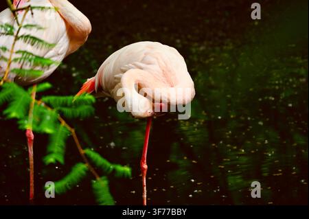 A horizontal photograph of a Greater Flamingo with pale pinkish-white plumage, standing on one leg and tucking its head into its back feathers to rest and sleep against a dark, moody background with green foliage. Stock Photo