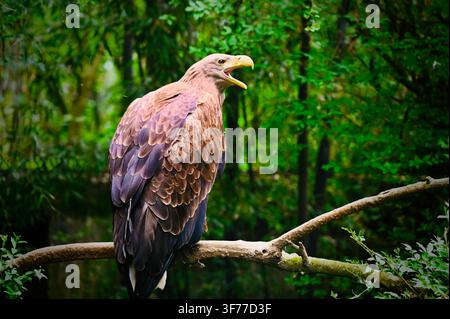 A horizontal photograph of a White-tailed Eagle with mottled brown plumage and a powerful yellow beak, perched on a branch with its beak open as if calling or vocalizing amidst a dense green forest background. Stock Photo