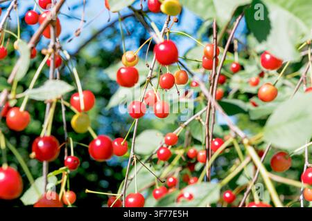 Clusters of bright red ripe cherries hanging from tree branches in a sunny orchard. Stock Photo