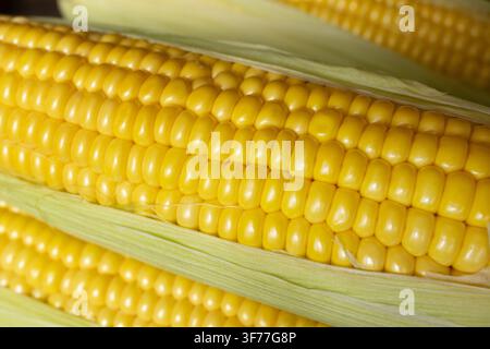 Close‑up of ripe yellow corn cobs with shiny kernels and green husks, showing freshness and natural texture — a symbol of summer harvest. Stock Photo