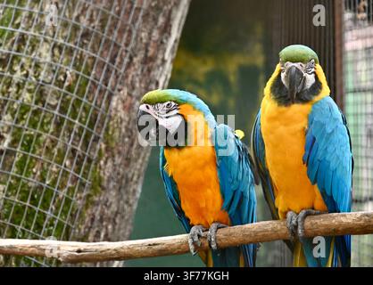 A horizontal photograph of two Blue-and-Yellow Macaws with striking blue and yellow plumage, dark facial skin patterns, and powerful black beaks, perched side by side on a wooden branch in an enclosure with a wire mesh background. Stock Photo