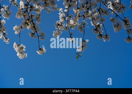 Spring flowers: Delicate cherry blossoms bloom against a clear blue sky, signaling the vibrant arrival of the spring season. Stock Photo