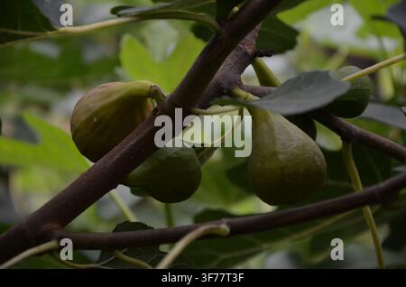 Fresh figs growing and ripening on a fig tree among green leaves... Stock Photo