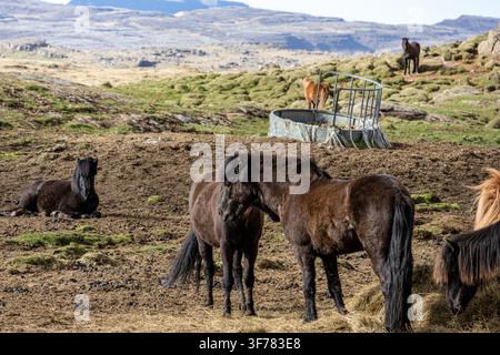 Icelandic horse Equus caballus feeding on hay and resting in a dirt paddock with mountains in the background in Northern Iceland Stock Photo