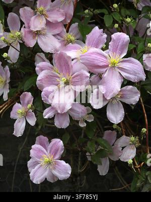 Mountain Clematis, Himalayan Clematis or Anemone Clematis, Clematis montana, Ranunculaceae. Asia. Stock Photo