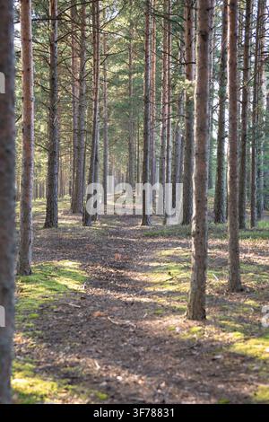 Walking on path between tall pine trees through summer forest, footpath in woodland with green moss  Stock Photo