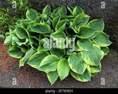 Variegated Hosta Plant, Hosta fortunei var. aureomarginata, Asparagaceae. Northeast Asia. Hosta is a genus of plants commonly known as hostas, plantai Stock Photo