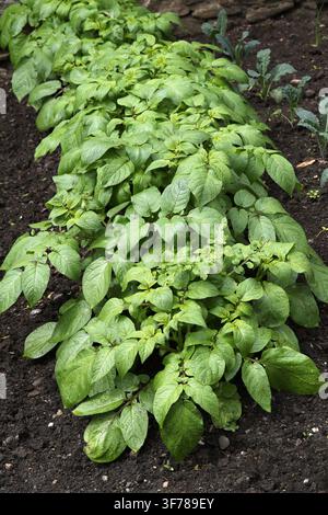 A Row of Désirée Potatoes in a Garden, Solanum tuberosum, Solanaceae. Scotland, UK. The Désirée potato is a red-skinned main-crop potato. Stock Photo