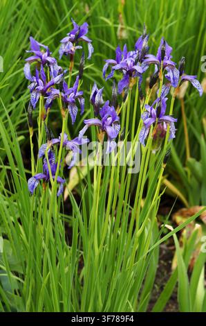 Siberian Irises or Siberian Flags, Iris sibirica, Iridaceae. Scotland, UK. Siberian Irises (Iris sibirica) are a species of flowering plant. Stock Photo