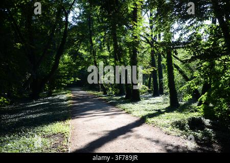 Sunlit woodland path through the English Garden near Cseke Lake in Tata, Hungary... Stock Photo