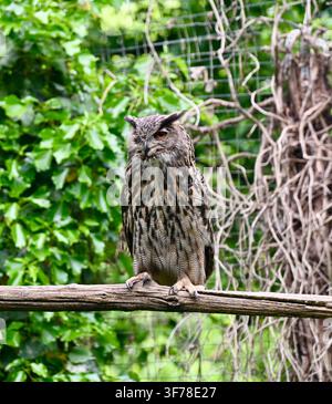 Eurasian eagle-owl with prominent ear tufts and mottled brown plumage perched on a thin wooden branch against a background of lush green foliage  Stock Photo
