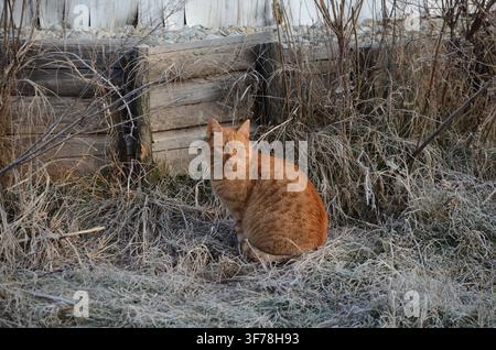 Ginger domestic cat sitting among frosty grass in a rural farm setting at Farmunk in Baj, Hungary... Stock Photo