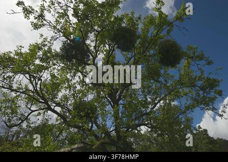 Large round mistletoe clumps growing on the upper branches of a deciduous tree against a partly cloudy blue sky. Stock Photo