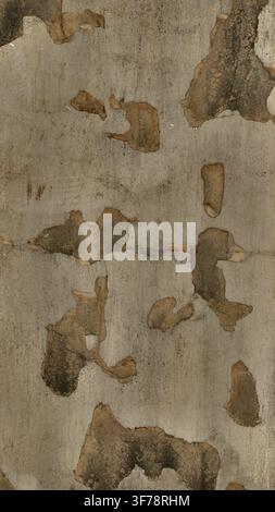 Vertical full frame texture of an aged gray wall with peeling plaster exposing dark damaged spots. Stock Photo