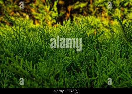 Close up of green juniper branches illuminated by warm sunlight in garden. Stock Photo