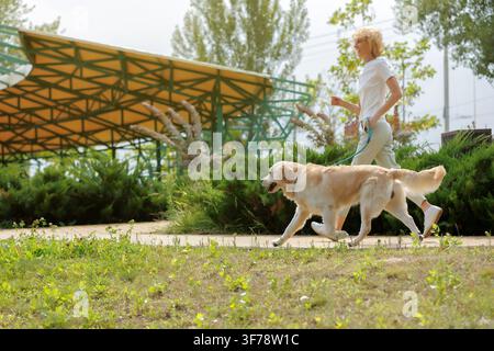 Happy woman jogging with Golden Retriever dog on leash in city park. sunny morning, enjoying active outdoor lifestyle with pet Stock Photo