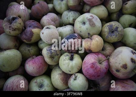 Rotten and damaged apples after harvest, spoiled fruit background, food waste Stock Photo