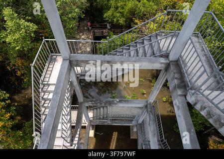 Switchback concrete stairs descend through a tall observation structure above shallow mangrove water in Krabi Thailand. Stock Photo