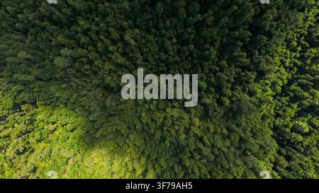 Nature Aerials: Top-Down Bird's-Eye Drone View of Dense Evergreen and Deciduous Forest Canopy in the Appalachian Mountains Stock Photo