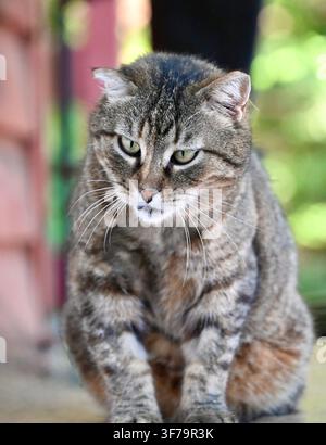 A vertical photograph capturing a close-up portrait of a grey tabby cat with green eyes and a slightly distinctive ear, looking directly at the camera with an expressive face against a blurred background. Stock Photo