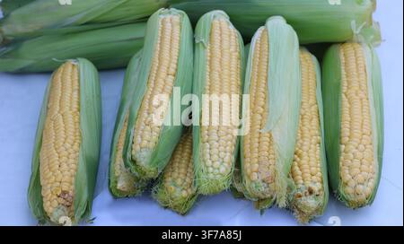 A close-up photograph of several fresh ears of sweet corn, partially wrapped in green husks and arranged side by side. The golden-yellow kernels are c Stock Photo