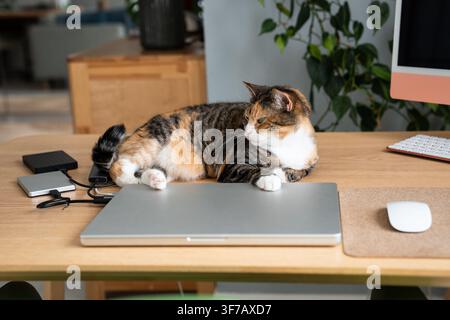 Calico cat resting on laptop and office desk near computer, misses its owner. Cat life at home Stock Photo